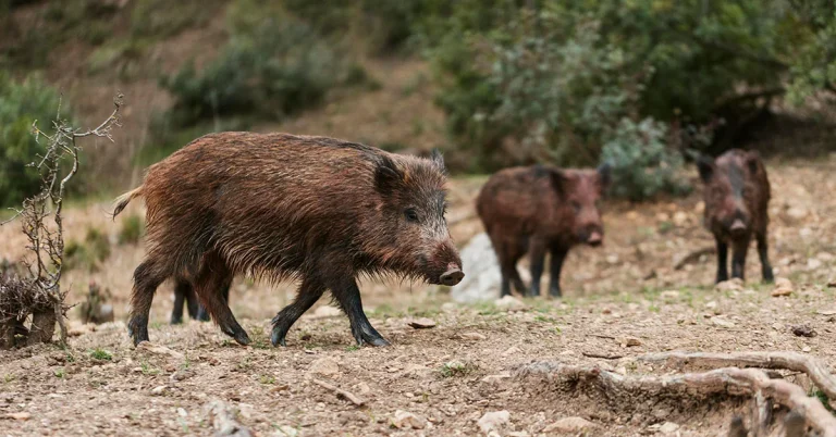 Queixas agudizam-se no concelho arcuense Colónias de javalis ameaçam pequena agricultura